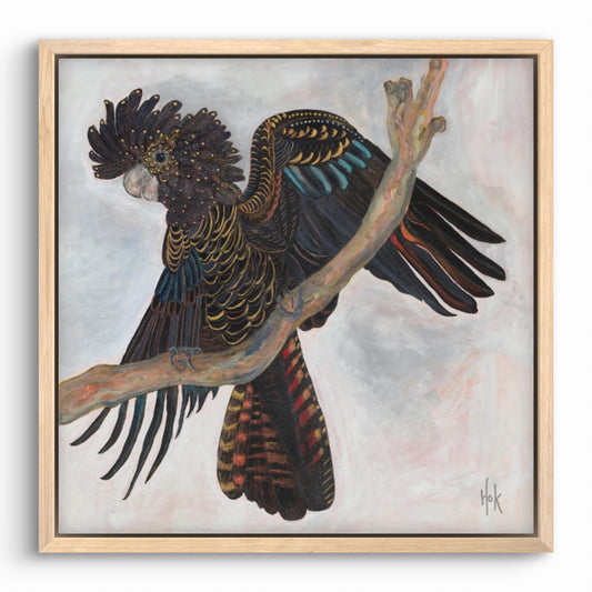 ‘Harlow’ Original Red-tailed Black Cockatoo